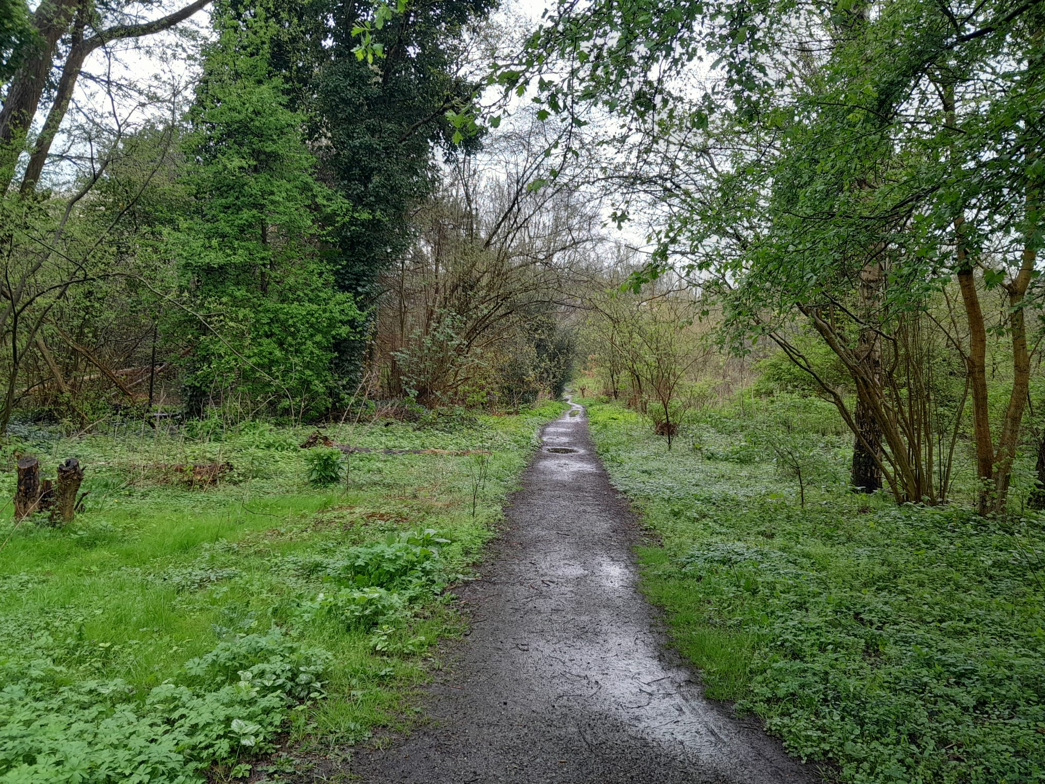 A path running vertically between the greenery